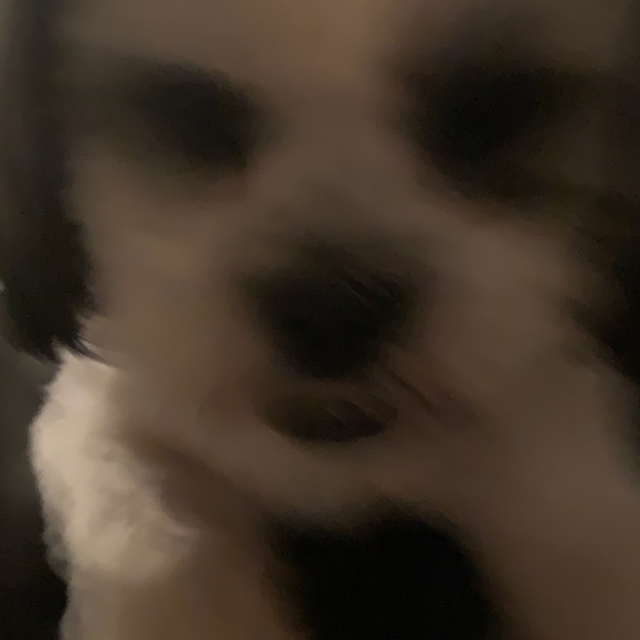 Meet your Posher, Mariah - Picture 1 of 1